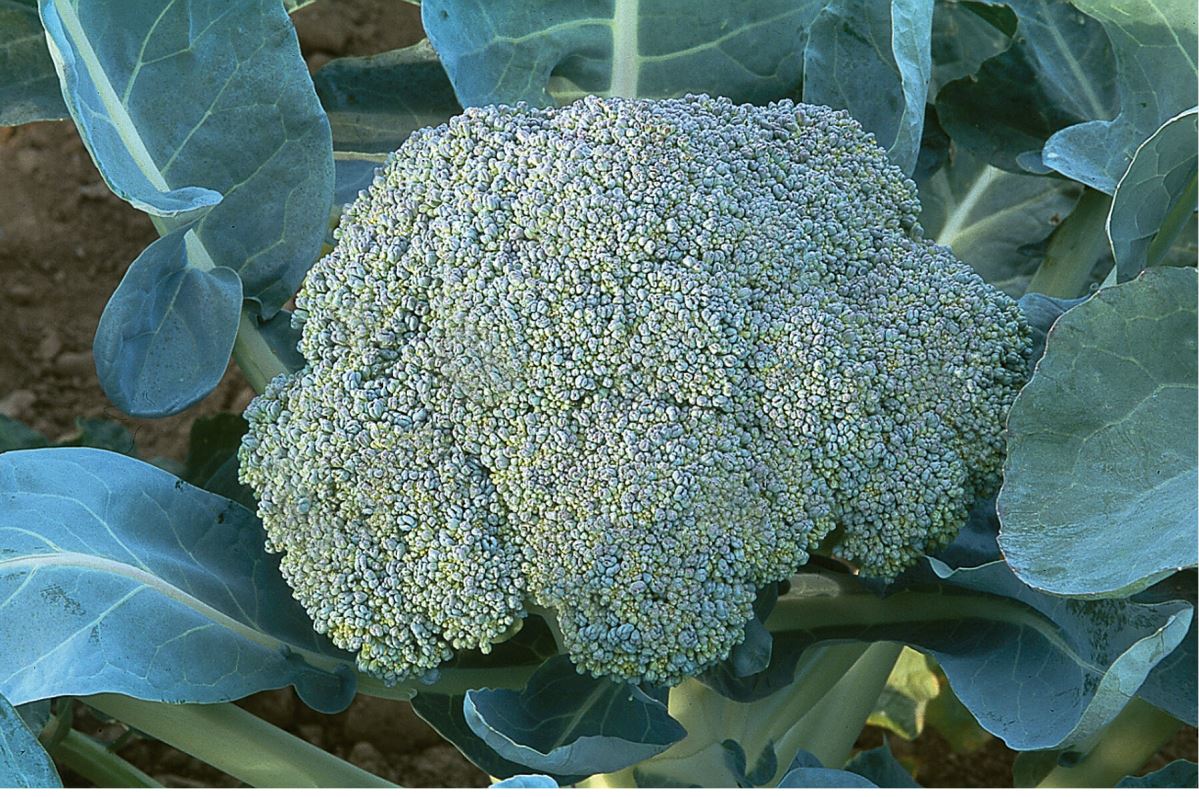 Gypsy – Broccoli Seed